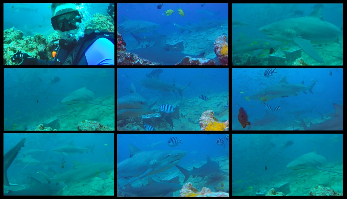 Visit the Fiji Shark Dive website